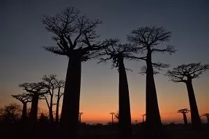 Des images des plus belles explorations touristiques à Madagascar